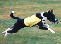 Maverick - ASFA
