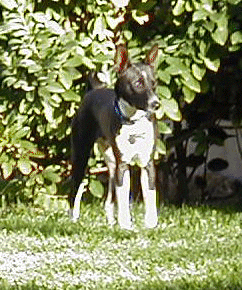 Kody1.gif (75154 bytes)