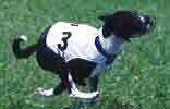 Ch. AB Maverick of Keltwyn, JC, FCh, JC