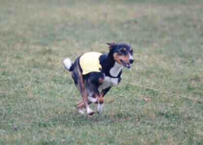 Gypsy Coursing